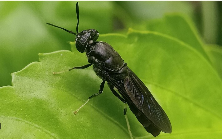 Black Soldier Fly on leaf